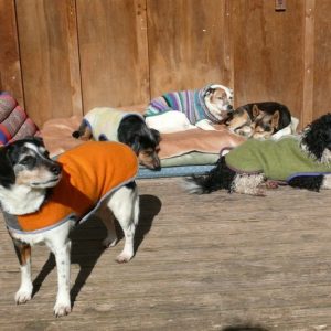 Fenella's Dog Coats logo