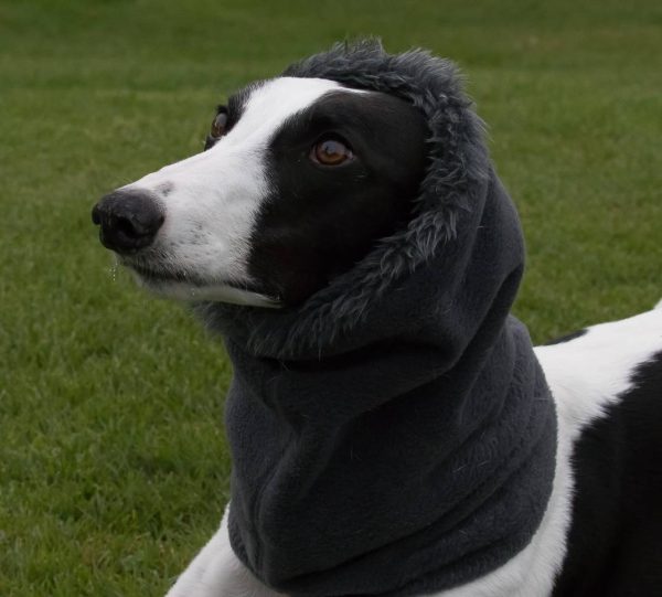 Kiwi Hound dog scarf