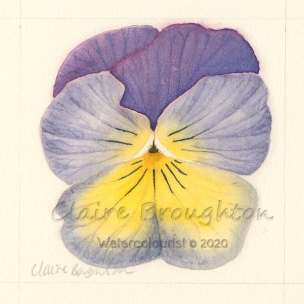Claire Broughton purple flower