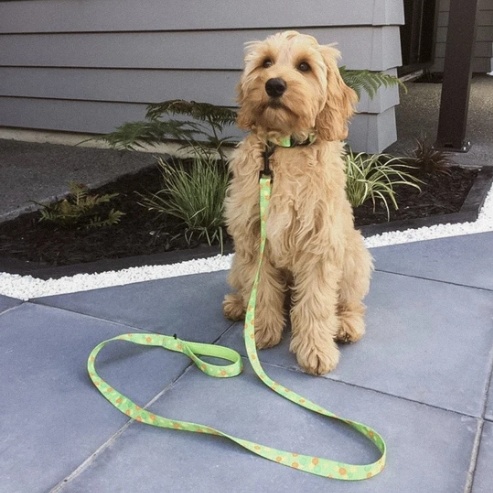 summer punch pattern with green leash on a dog