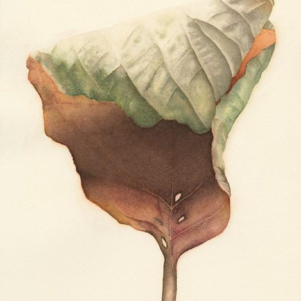 Claire Broughton leaf