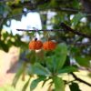 Hihi Handmade Crochet Pumpkin Earrings