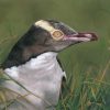 yellow eyed penguin