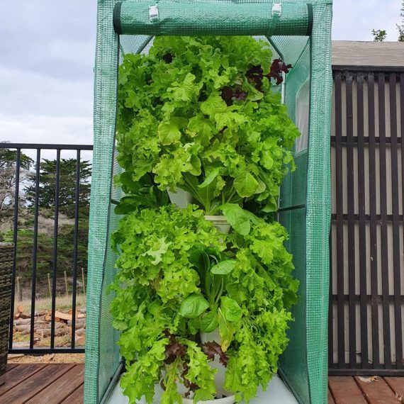 gro tower lettuce