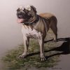 dog pastel drwaing