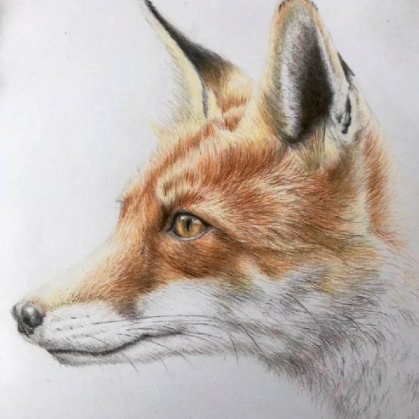Lucy Dalman Art fox