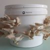 10 litre oyster mushroom growing bucket