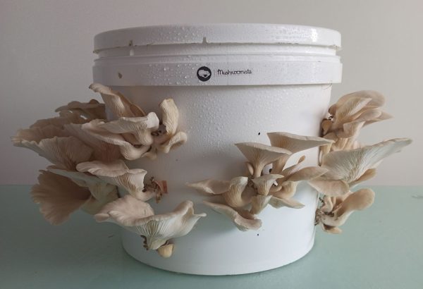 10 litre oyster mushroom growing bucket