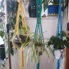 Plant Hangers
