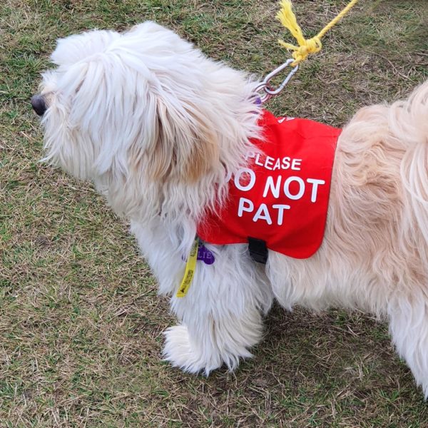 Do not pat vest