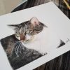 Cat Drawing