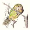 Kea Drawing