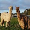 Sherlin Alpacas logo