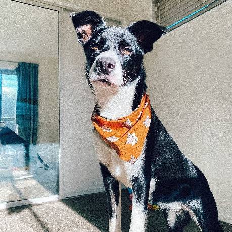 The Canine Collective orange scarf