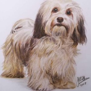 The Drawing Guy small dog