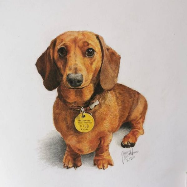 The Drawing Guy wiener dog